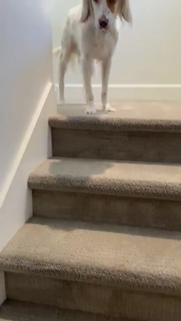 Video preview of carpeted stair cleaning in a home with a dog